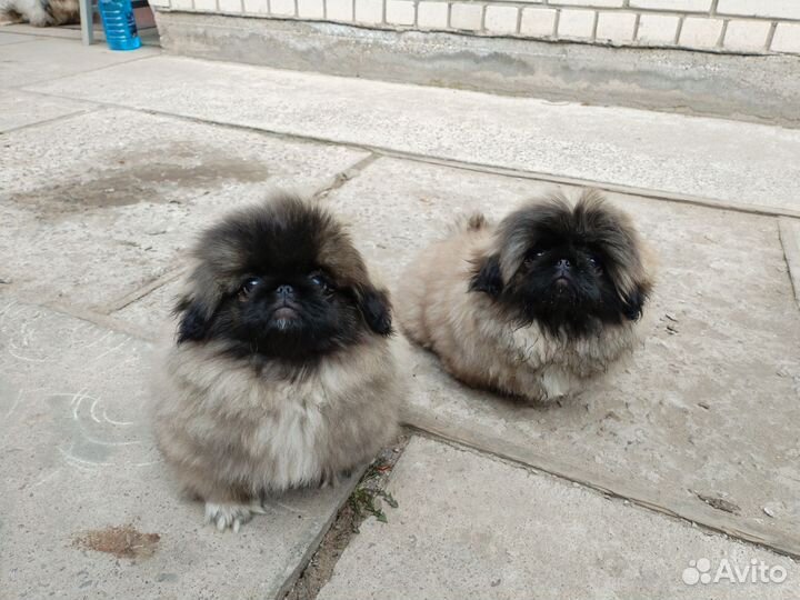Щенки пекинеса