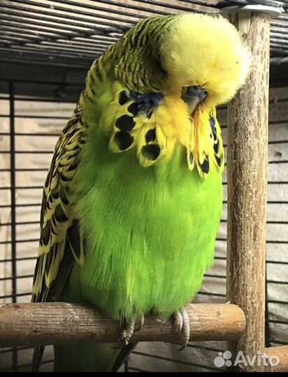 Попугаи ввп чехи