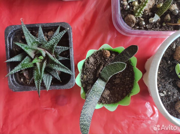 Суккуленты