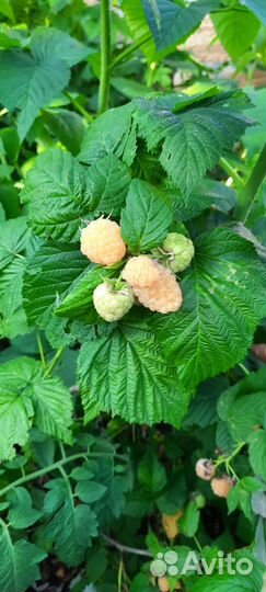 Саженцы желтой малины