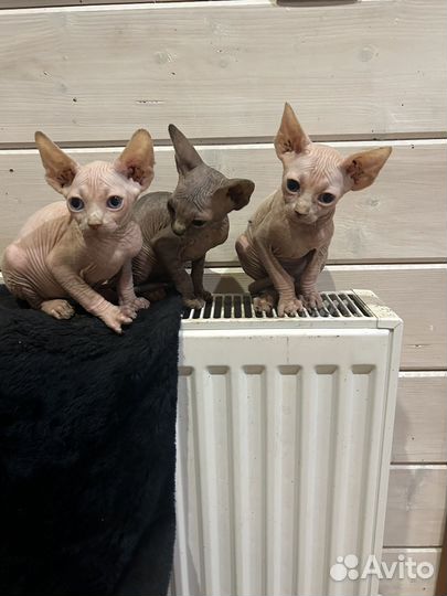 Канадский сфинкс котенок