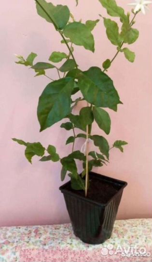 Жасмин Самбак