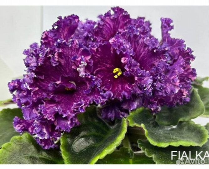Фиалка детки
