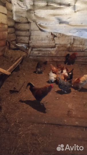 Петухи молодые