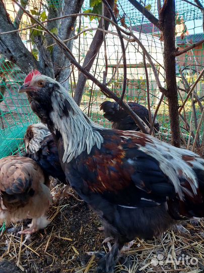 Куры петухи