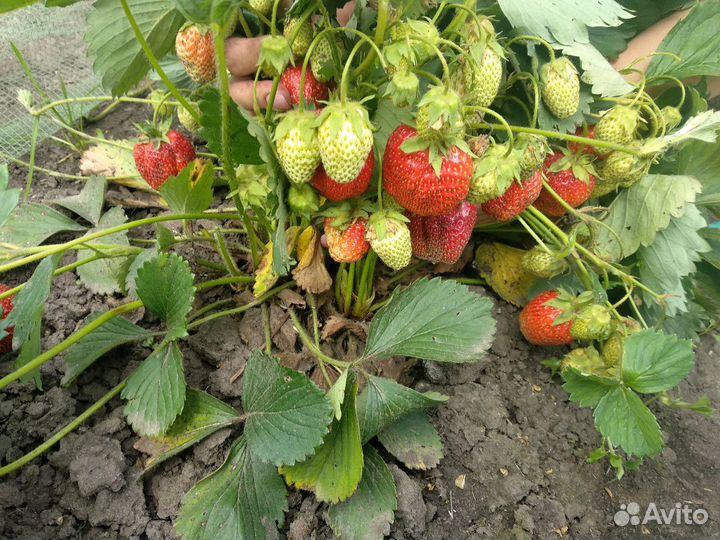 Клубника сорт Царица