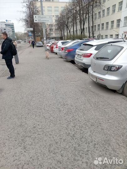 Мангалица