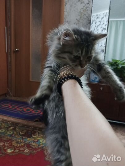 Котенок котята кот