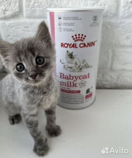 Royal canin смесь