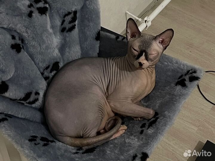 Канадский сфинкс вязка