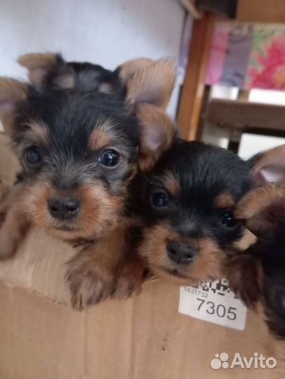 Йоркширский терьер