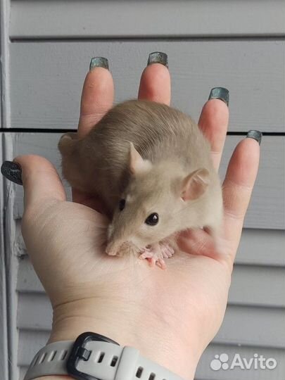 Крысята из питомника
