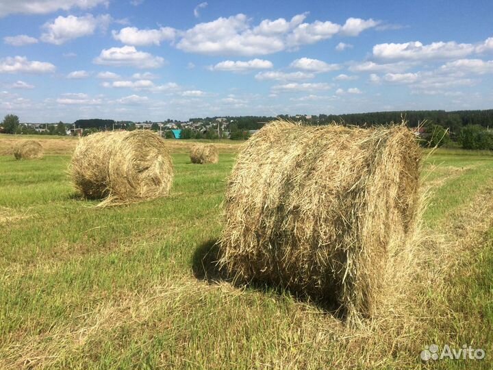 Сено в рулонах 2023 года