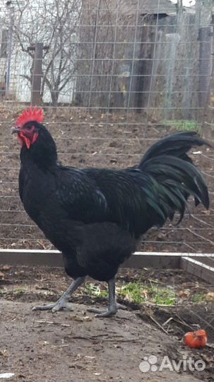 Самая крупная порода кур инкубационное яйцо, цыпля