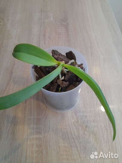 Продам орхидею