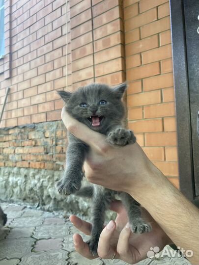 Коты в добрые руки