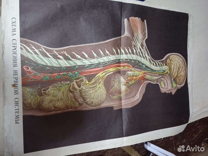 Учебные пособия по анатомии (плакаты) СССР