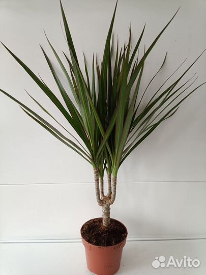 Драцена Маргината