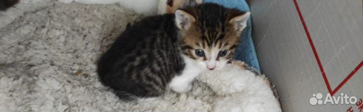 Котятки