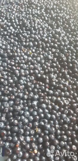 Черника замороженая