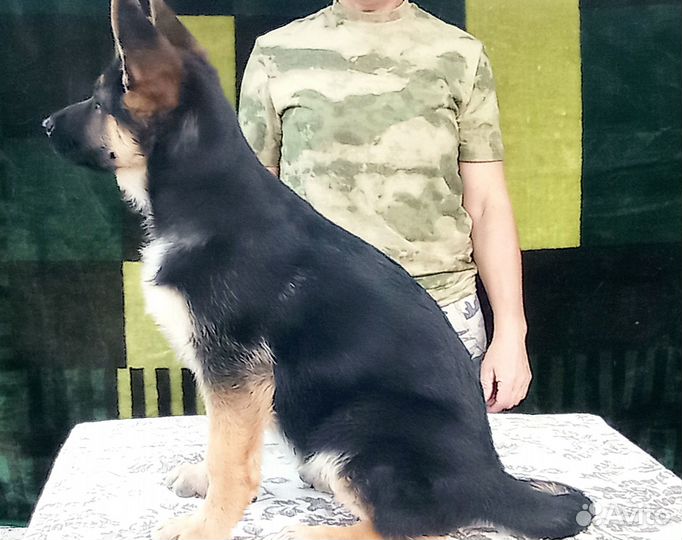 Щенок немецкой овчарки