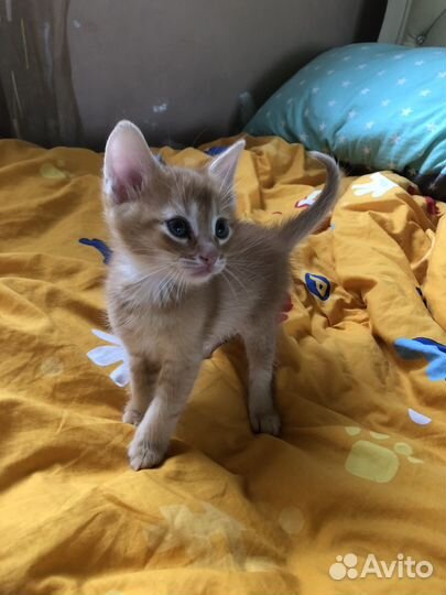 Котята от абиссинского кота