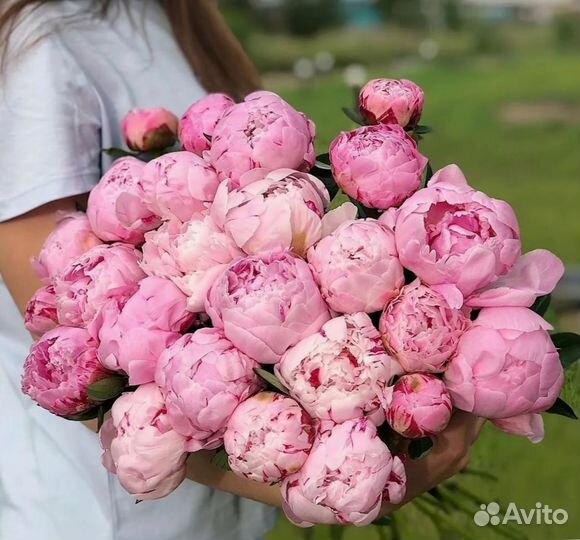 Пионы, букет цветов, пионы опт