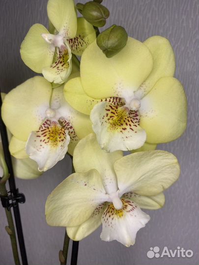 Орхидея фаленопсис биг лип