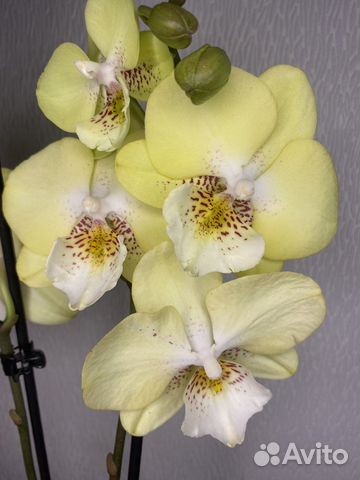 Орхидея фаленопсис биг лип