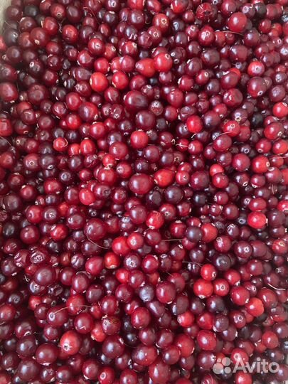 Клюква свежая