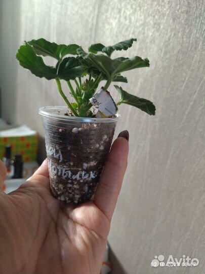 Пеларгония Ирида Танец Мотыльков