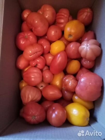 Помидоры
