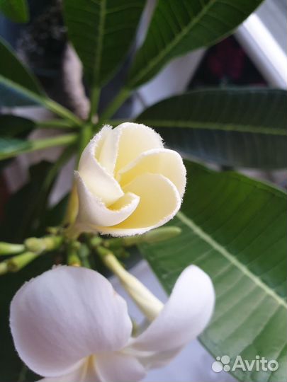 Плюмерия Франжипани