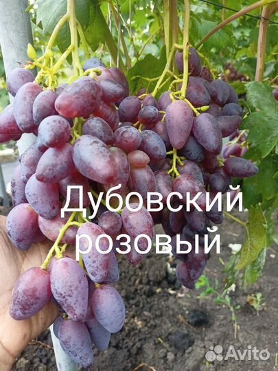 Саженцы винограда