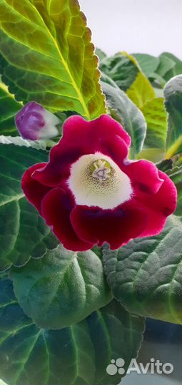 Комнатные цветы