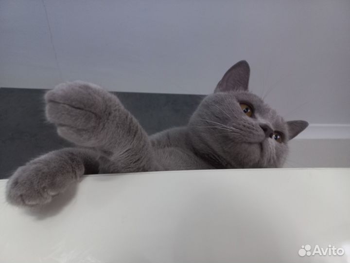 Британская