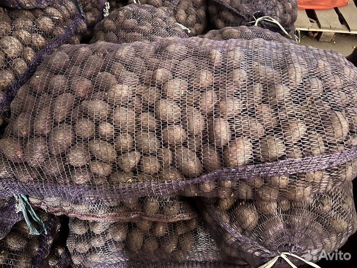 Овощи картошка лук севок семеная картошка