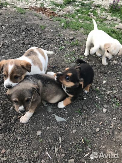 Собаки только в добрые руки