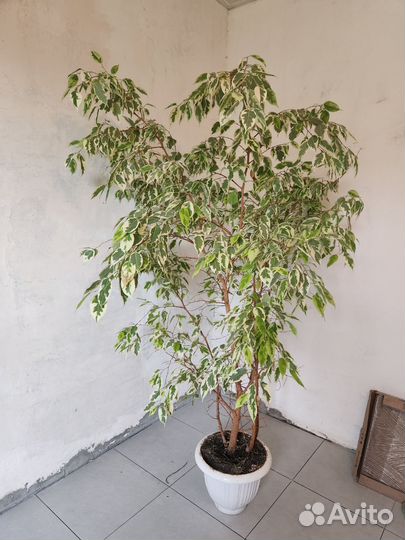 Фикус бенджамина Большой