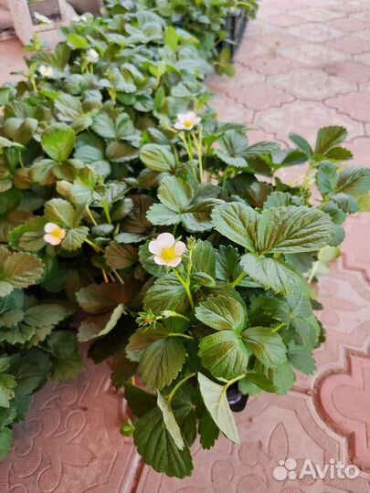 Саженцы клубники