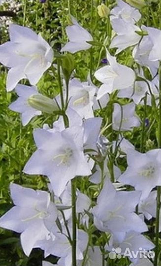 Лимонник китайский, примула, колокольчик и др