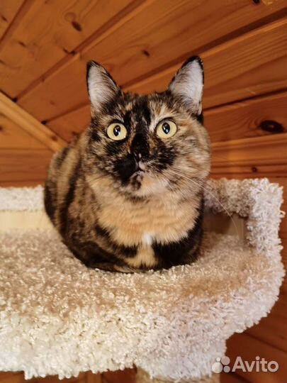 Кошка в дар