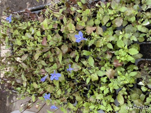 Рассада немезии, ампельной лобелии, брахикомы