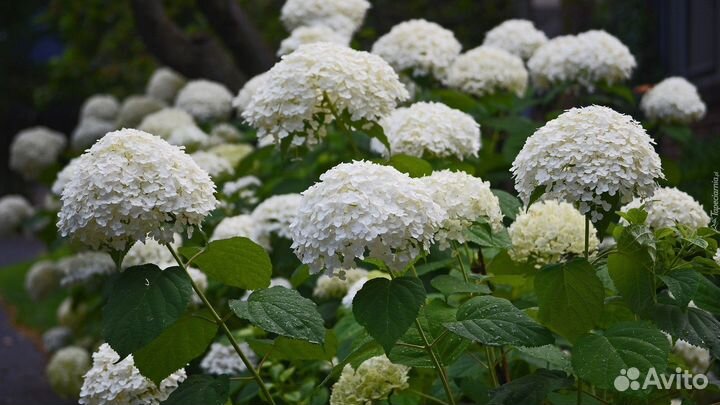 Продаётся Гортензия древовидная белая