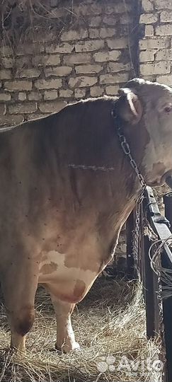 Бык, быки, крс,телки