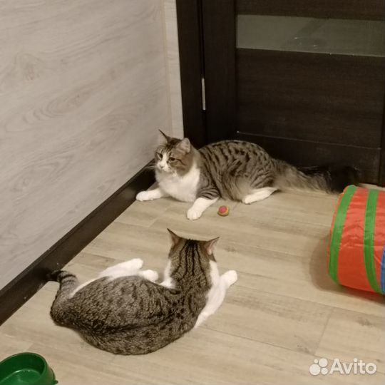 Вместе весело играть