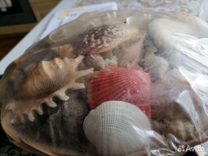 Ракушки в аквариум