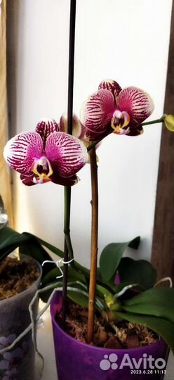 Орхидея фаленопсис