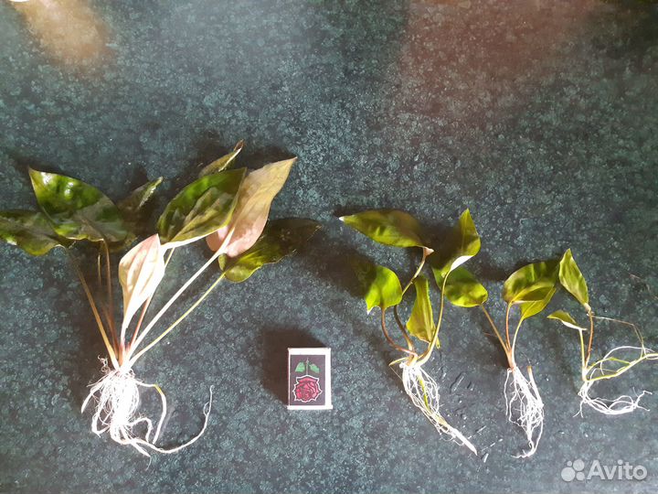 Криптокорины, папоротники - растения для аквариума