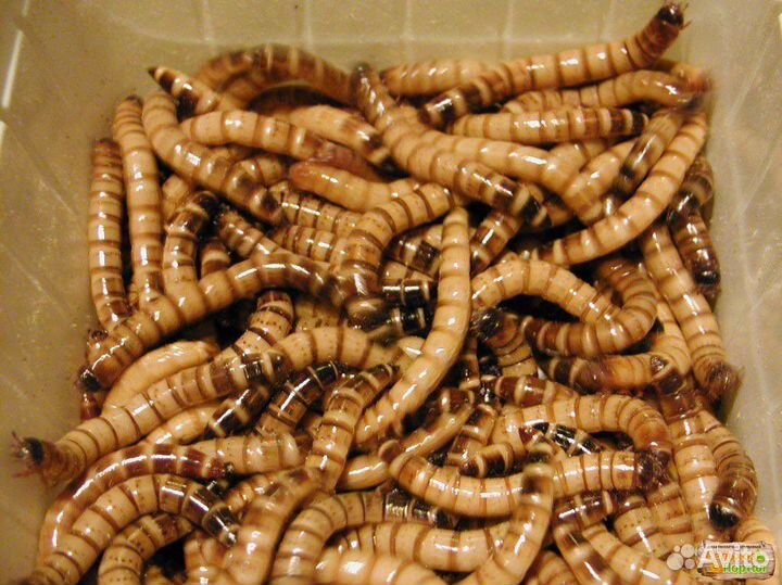 Замороженные сверчки, зофобас, тараканы